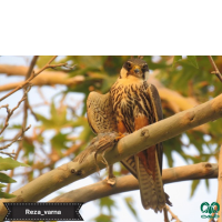 گونه لیل Eurasian Hobby